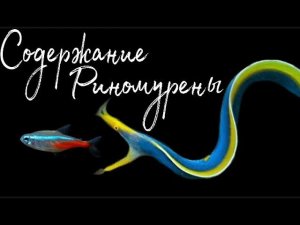 Содержание Риномурены |  Морскойаквариум