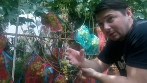 Виноград СУПЕР-ЭКСТРА/два слабых места супер-экстра,и как с этим бороться