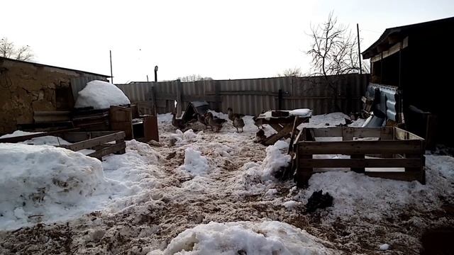 Гуси крупные серые, корм для гусей, содержание породистых гусей