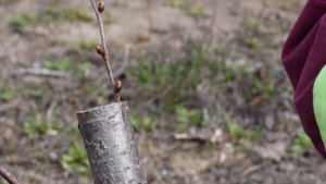 как привить вишню своими руками