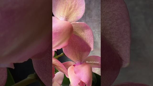 Phal. Legato ? & phal. Legato peloric ? (Голландия) Домашнее цветение Легато: обычный и пелор