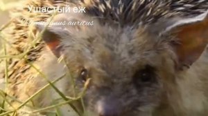 Какого ежа лучше содержать дома ?