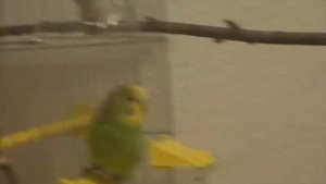 Волнистый попугай Яшка