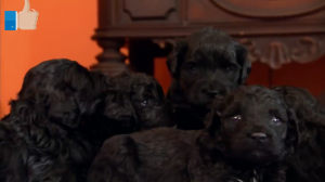 Щенки португальской водяной собаки. . Порода собак . Домашние животные.