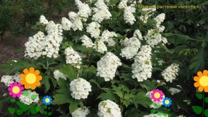 Гортензия дуболистная Бургунди. Краткий обзор, описание характеристик hydrangea quercifolia Burgund