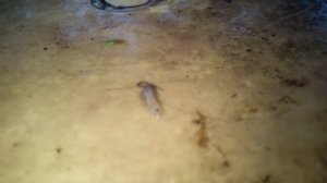 Живой корм для рыб.Личинка иловой мухи. Крыска. Хвостатый опарыш. Хороший корм.