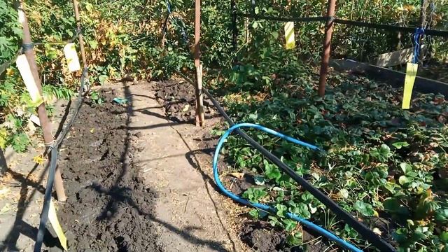начинаю заниматься земляникой,посадка смотреть онлайн