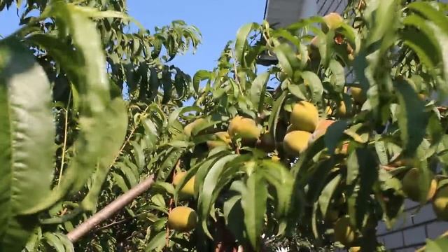 Урожай персика после болезни курчавость листьев смотреть онлайн