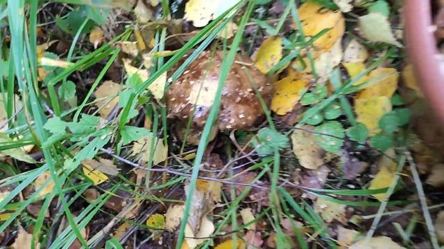 ОПЯТНА НА ДЕРЕВЬЯХ И МНОГО ПОДБЕРЁЗОВИКОВ В ПОДМОСКОВНОМ ЛЕСУ смотреть онлайн