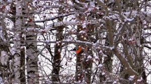 Заметает Зима-Слава