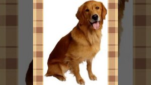 Дидактическая игра "Кто где живёт"