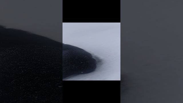 ВЕО восточно европейская овчарка черная 2023-03-19 16-50-21 смотреть онлайн