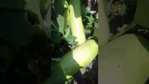 Лагенария Бутылочная тыква Огурец индийский (сорт овощной)