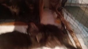 котята мейнкун 3