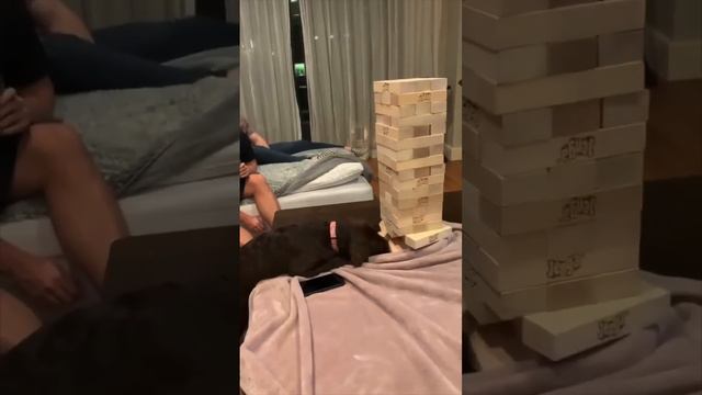 This dog is the greatest Jenga player ever 😂👏