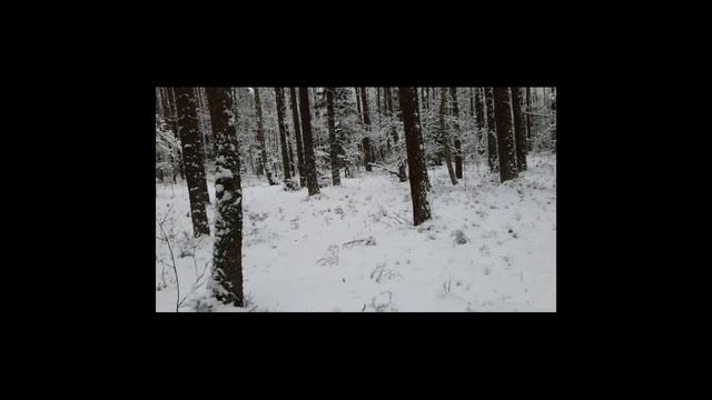 ЛОСИХА АТАКОВАЛА "КУНЯТНИКА")). (Охота на куницу и белку. Закрытие 2023.)Hanting. смотреть онлайн