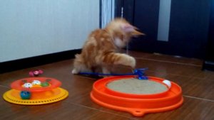 Забавные игры мейн кунов. Кошка мейн кун 5 месяцев.