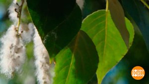 Тополиный пух: уже летит. Доброе утро. Фрагмент выпуска от 30.05.2023