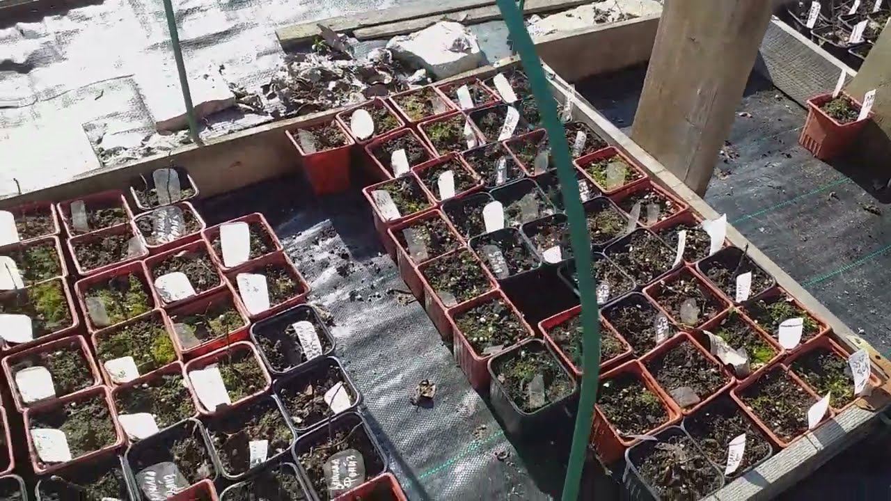 Предлагаю саженцы метельчатых гортензий #саженцыгортензий