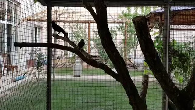 Вот это черный дрозд This is how blackbird starts to sing смотреть онлайн