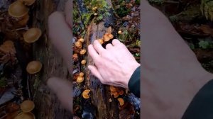 Галерина окаймлённая.