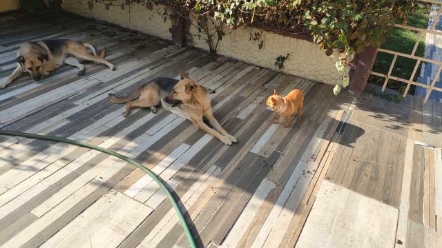 Славянск. 7сентября 2022 года. За что приходится терпеть? смотреть онлайн