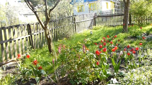 2015 05 10 вишня и груша в цвету смотреть онлайн