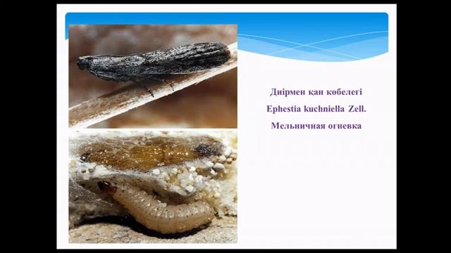 Ионова Е.А. "Вредители зерна и других сельскохозяйственных продуктов при хранении"