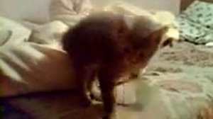 лающий кот