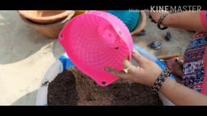 Best way to grow petunia in hanging basket