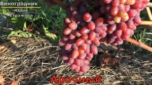 Виноград Беларуси . Лидчина .Сорт винограда - Арочный.