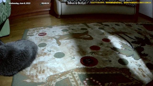 Жизнь котов, когда верные друзья рядом (08.06.2022 (00:10 (UTC+3))) смотреть онлайн