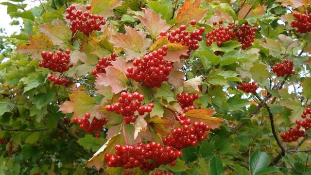 Калина красная! смотреть онлайн