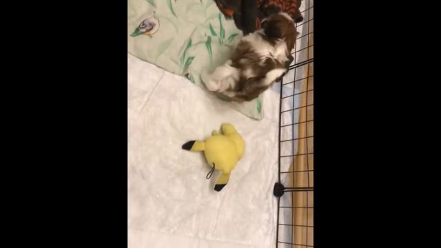 Рагсоль Е-Ева смотреть онлайн