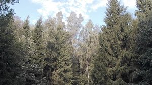 FPV полеты в лесу на RunCam Thumb Pro 4K