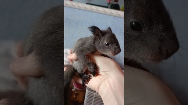 Бельчонок Чип  #squirrel #белка #животные #белочка #бельчонок