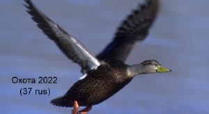 Охота на утку 2022