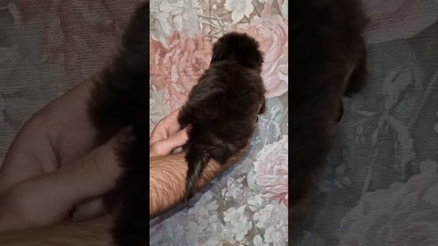 Шоколадные йорки мальчики стандарт WhatsApp Video 2024-03-12 at 12.43.02