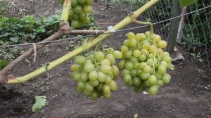 Виноград Монблан