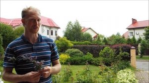 Александр Петров. Мучнистая роса на барбарисе, парша на яблоне