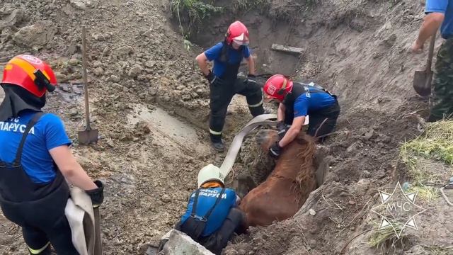 Посмотрите, как в Пружанском районе работники МЧС бережно спасали лошадь из колодца ❤️ смотреть онлайн