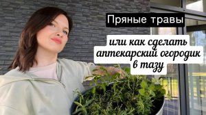 Пряные травы на даче или мой первый АПТЕКАРСКИЙ ОГОРОДИК