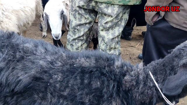 БУХОРО ЖОНДОР МОЛ БОЗОР КУЙ ЭЧКИ НАРХЛАР 14/02/2022