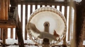 Белка в колесе