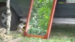 Забавные Животные и Зеркало. Подборка: Реакция Животных на Зеркала.
