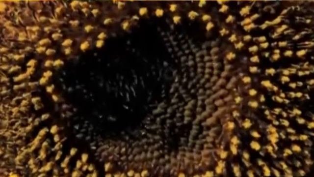 Подсолнухи, Идеи и вдохновение