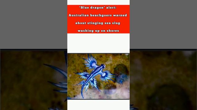 'Blue dragon' alert: Australian beachgoers warned about stinging sea slug washing up on shores