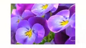 Цветы Анютины глазки (Viola Tricolor flower)