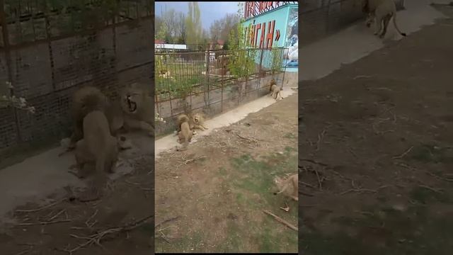 ГОЛОДНЫЕ ЛЬВЫ ТАЙГАНА. Апрель 2023 года. смотреть онлайн