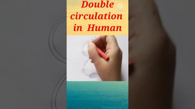 Double circulation in Human || Human Circulatory System || Life Process || Biology